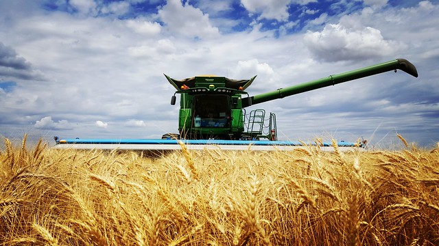 Schemper 2017 - Kansas Wheat Harvest