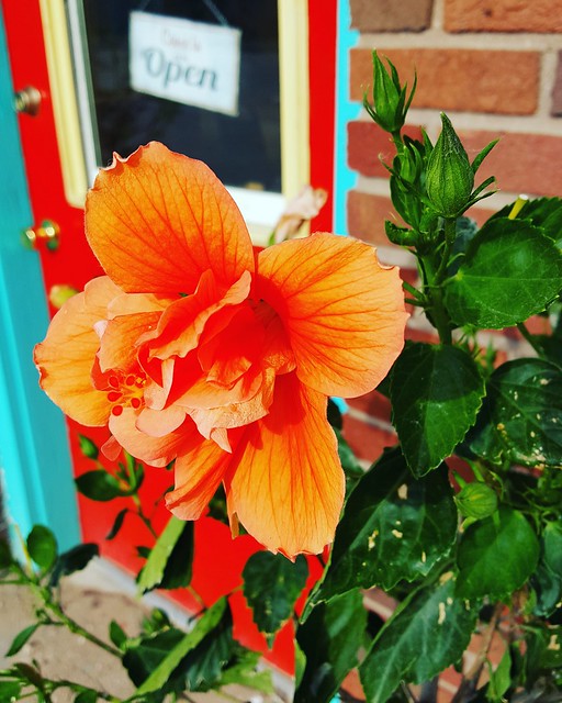 Schemper 2017 - Kansas Wheat Harvest