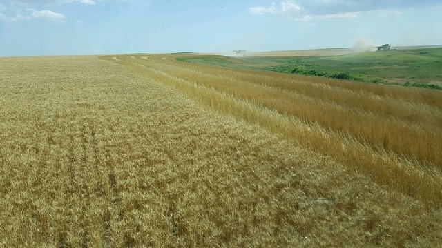 Schemper 2017 - Kansas Wheat Harvest