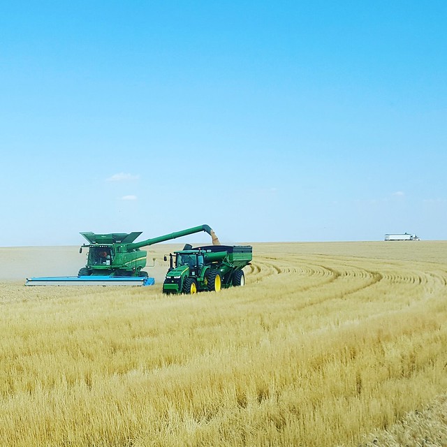 Schemper 2017 - Kansas Wheat Harvest