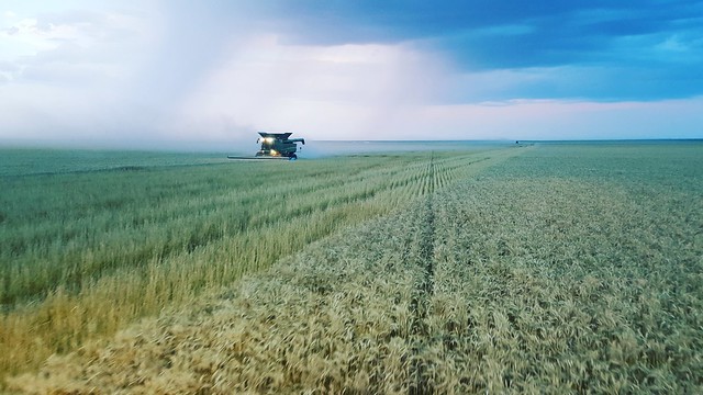 Schemper 2017 - Kansas Wheat Harvest