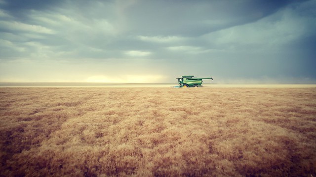 Schemper 2017 - Kansas Wheat Harvest