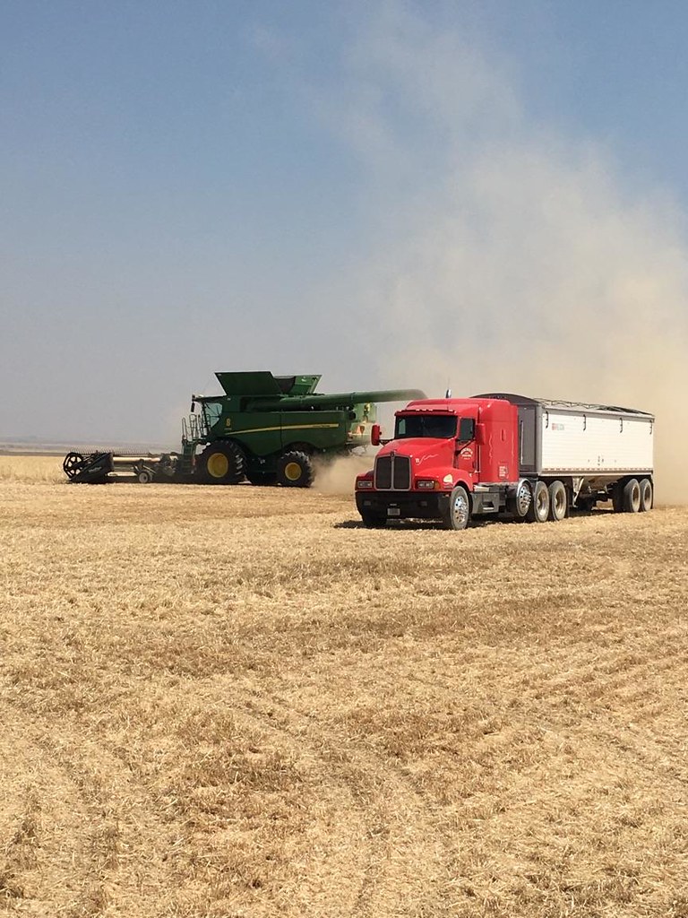 Schemper 2017 - Montana Wheat Harvest