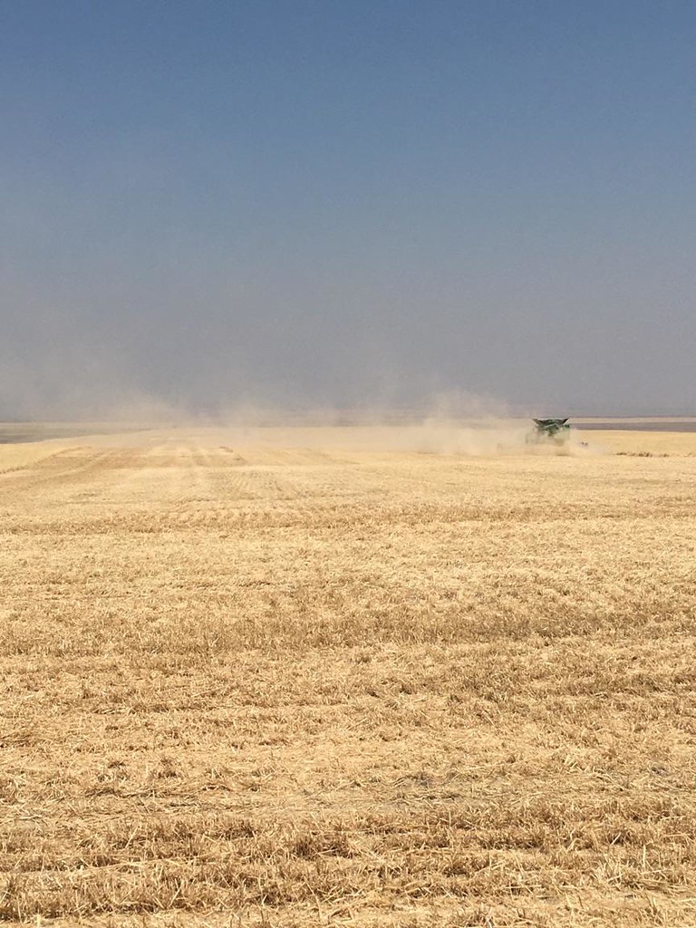 Schemper 2017 - Montana Wheat Harvest