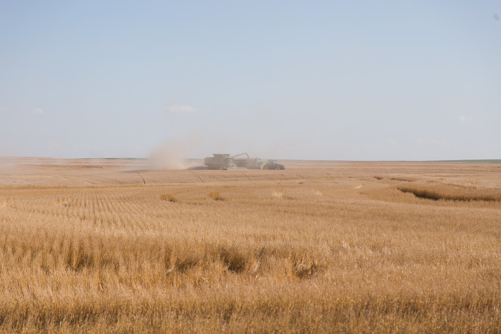 High Plains Harvesting (Laura)