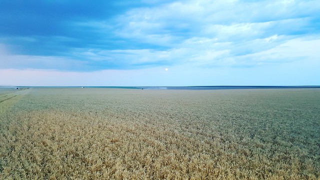 Schemper 2017 - Kansas Wheat Harvest