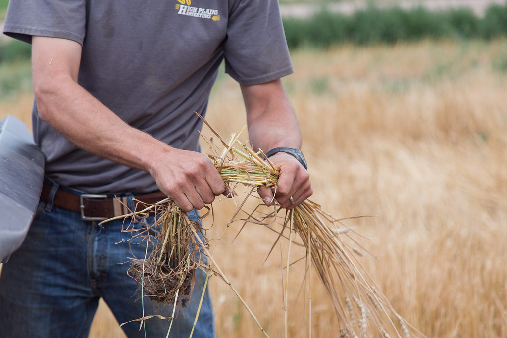 High Plains Harvesting 2017 (Laura)