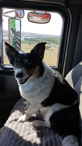 Schemper 2017 - South Dakota Wheat Harvest