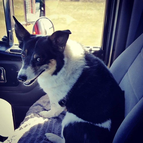 Schemper 2017 - South Dakota Wheat Harvest