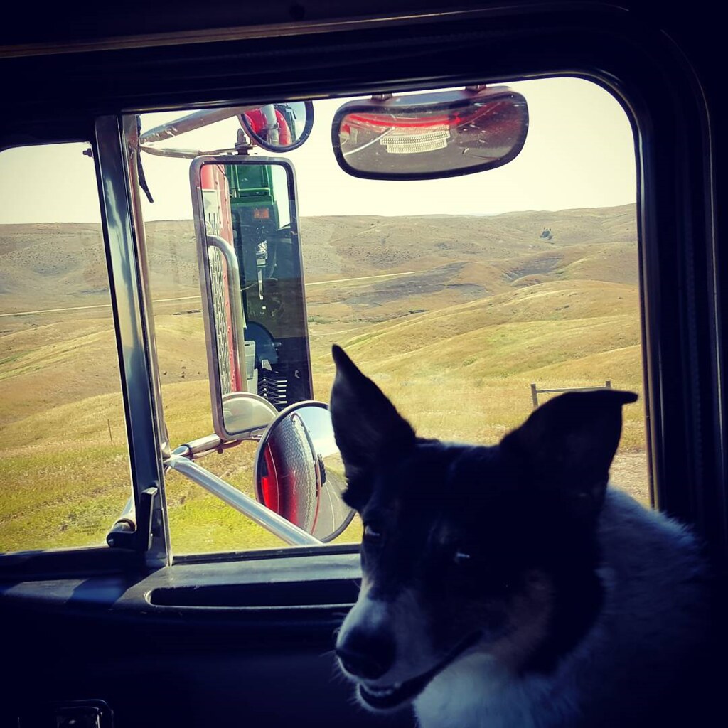 Schemper 2017 - South Dakota Wheat Harvest