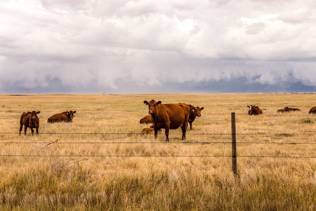 High Plains Harvesting 2017 (Laura)