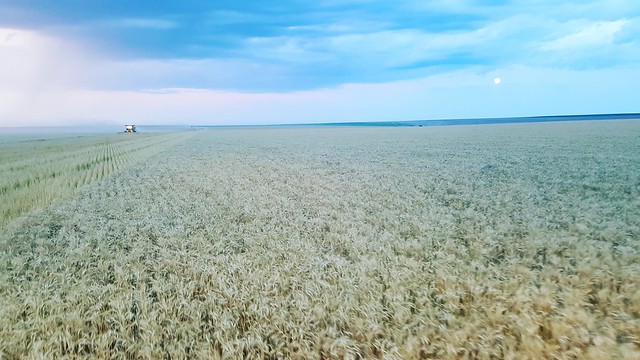 Schemper 2017 - Kansas Wheat Harvest