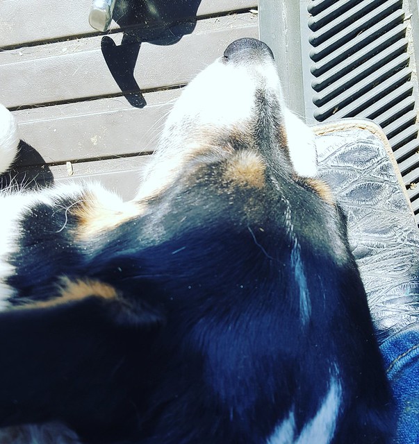 Schemper 2017 - Kansas Wheat Harvest