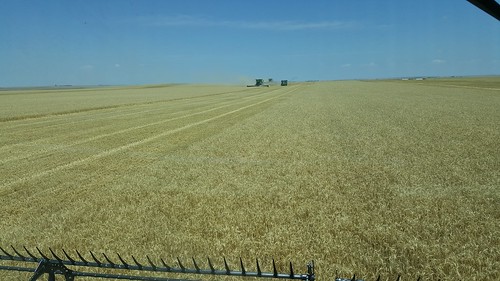 Schemper 2017 - Western Nebraska Wheat Harvest
