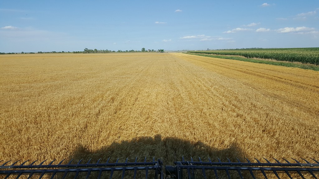 Schemper 2017 - South Dakota Wheat Harvest