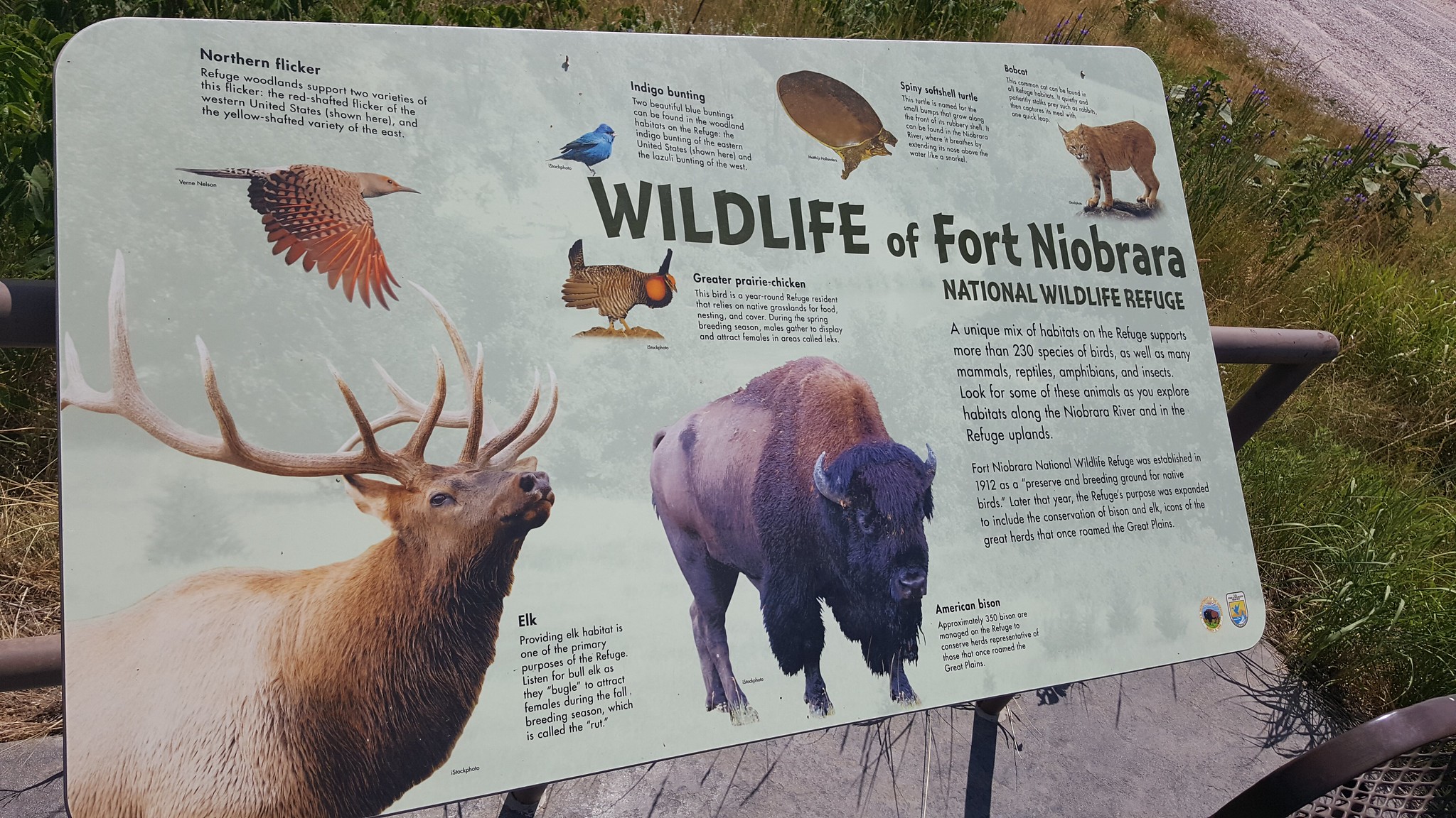 Schemper 2017 - South Dakota Wheat Harvest