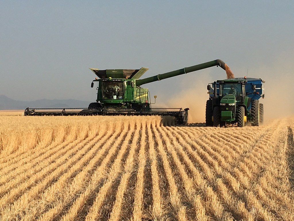 Schemper 2017 - Montana Wheat Harvest
