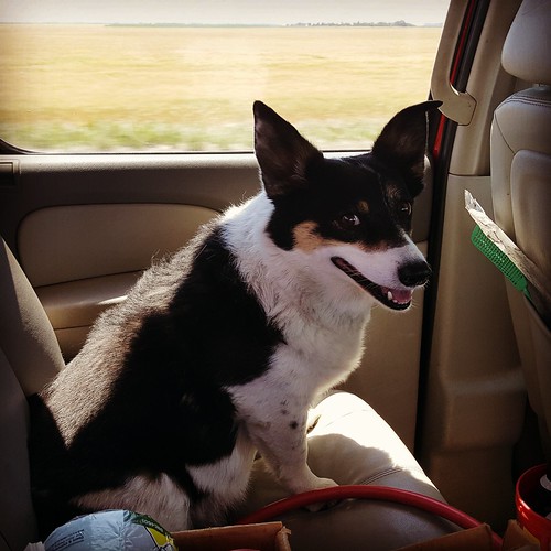 Schemper 2017 - South Dakota Wheat Harvest