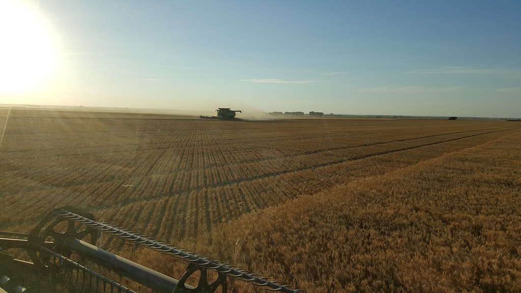 Schemper 2017 - South Dakota Wheat Harvest
