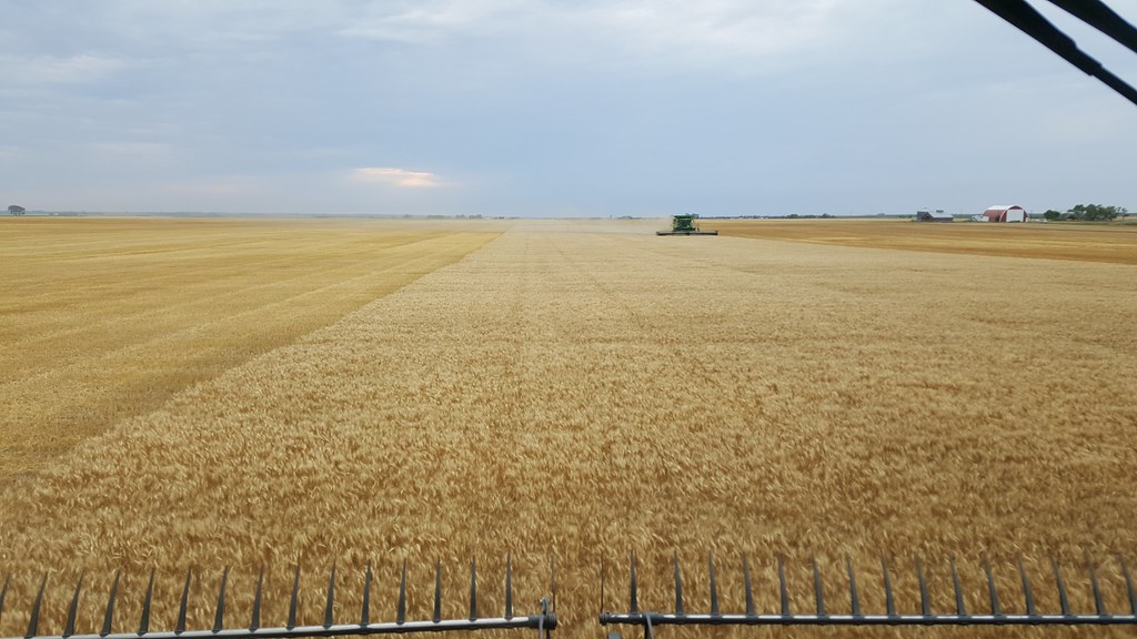 Schemper 2017 - South Dakota Wheat Harvest