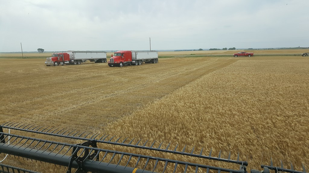 Schemper 2017 - South Dakota Wheat Harvest