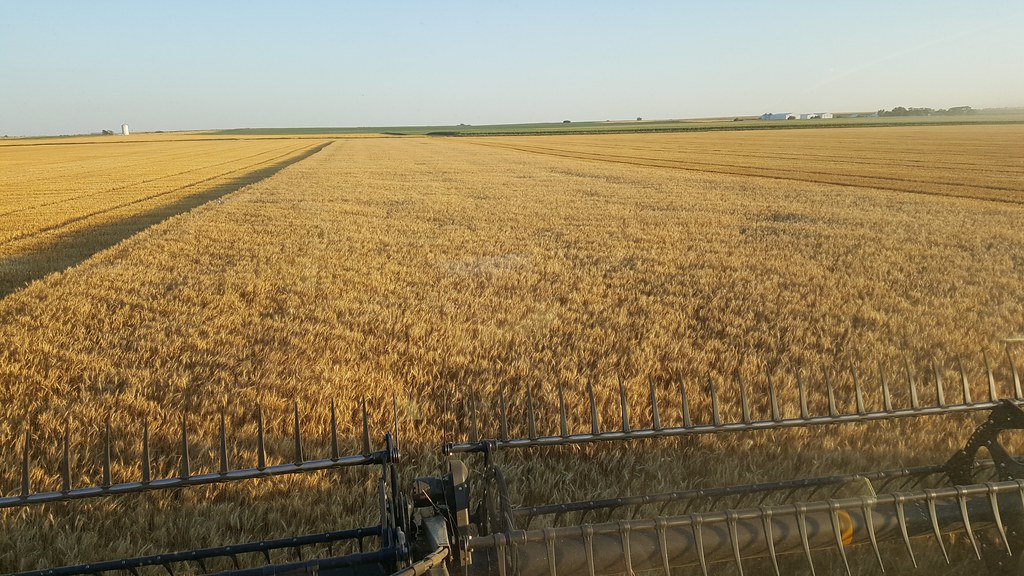Schemper 2017 - South Dakota Wheat Harvest