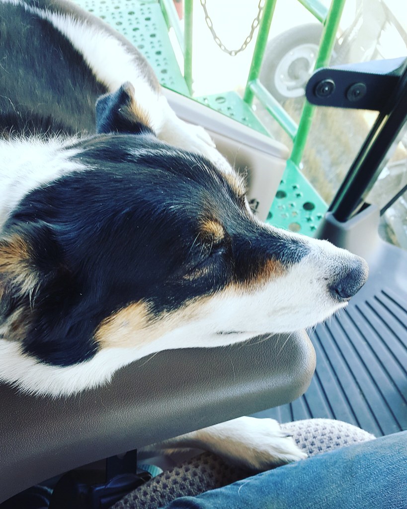 Schemper 2017 - South Dakota Wheat Harvest