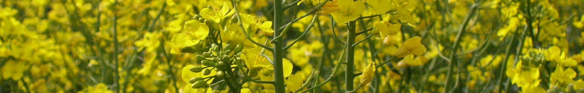 Winter canola (K-State Research and Extension news service)