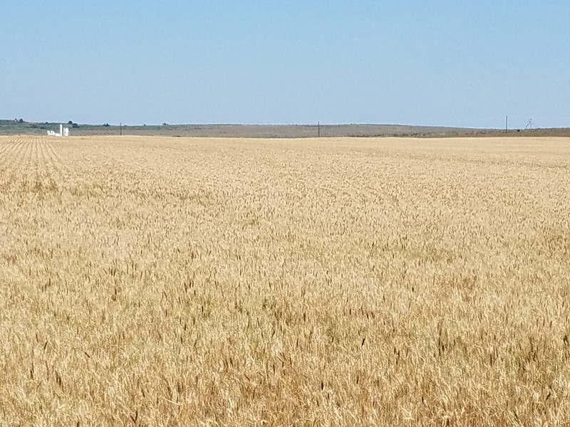 Hemphill County, TX wheat on 5/30/18