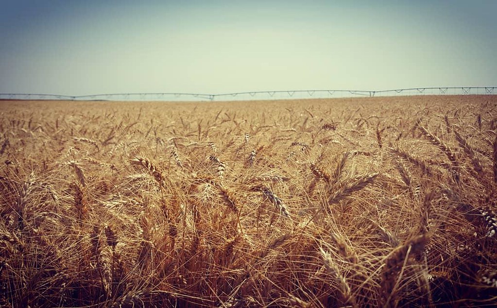 Schemper Harvesting 2018