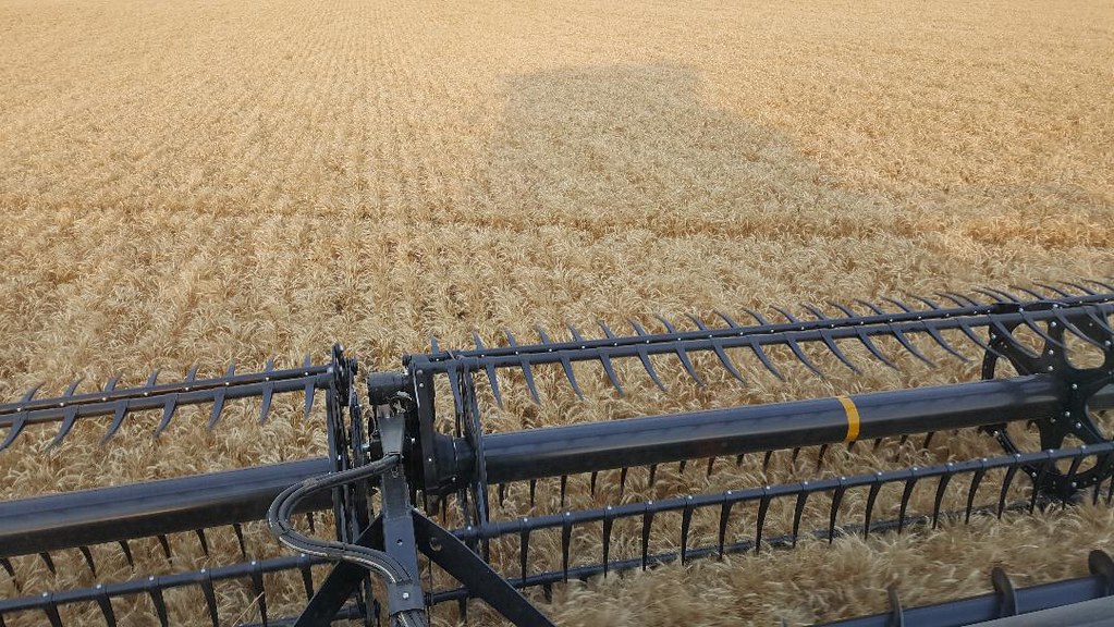 Schemper Harvesting 2018