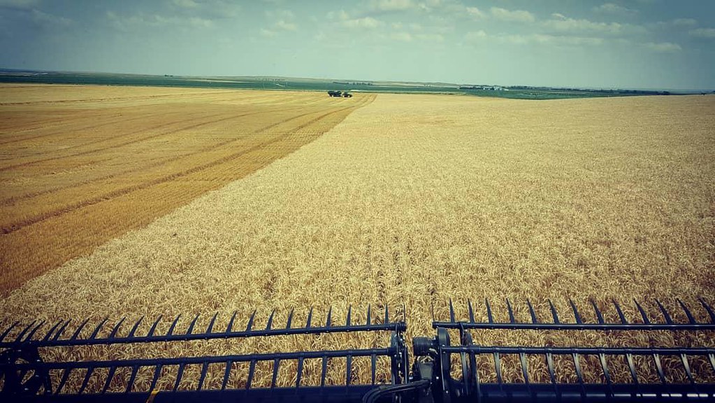 Schemper Harvesting 2018