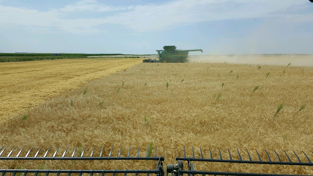 Schemper Harvesting