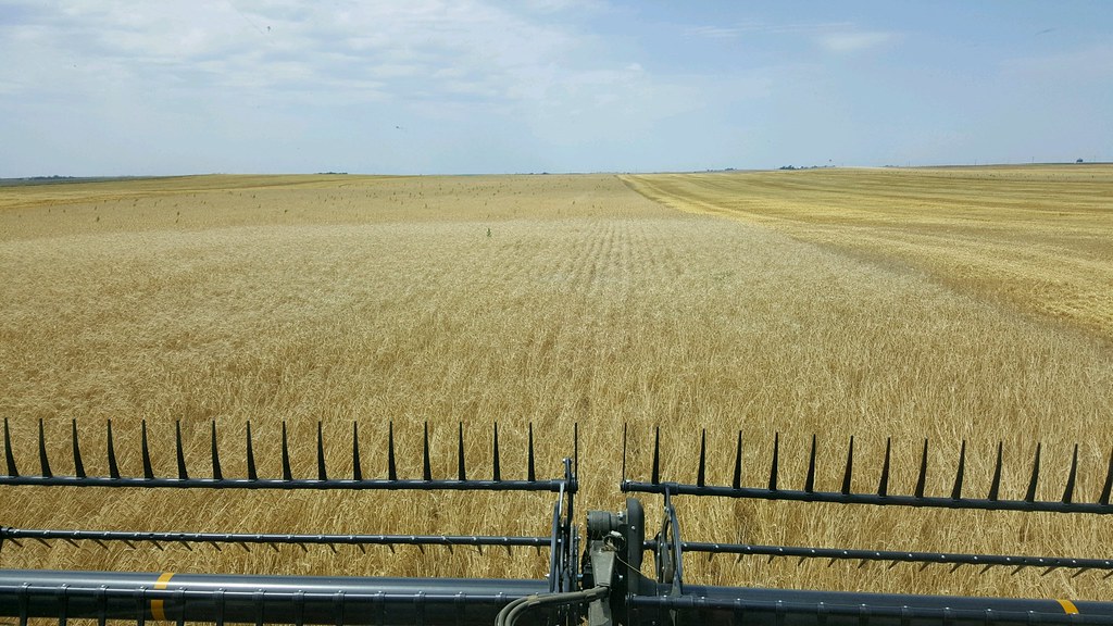 Schemper Harvesting