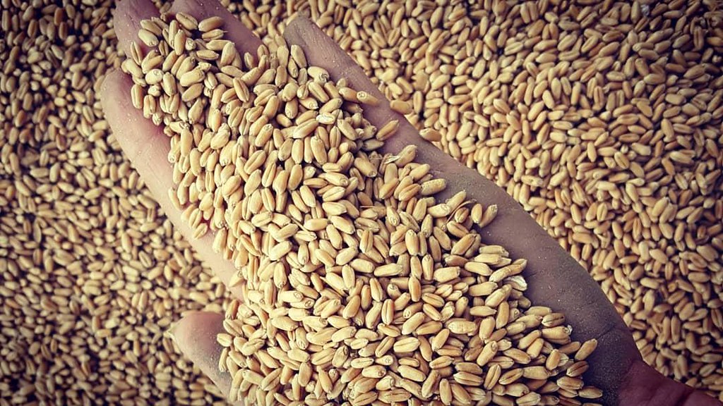 Schemper Harvesting 2018