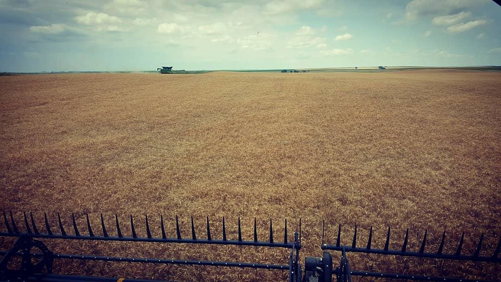 Schemper Harvesting 2018