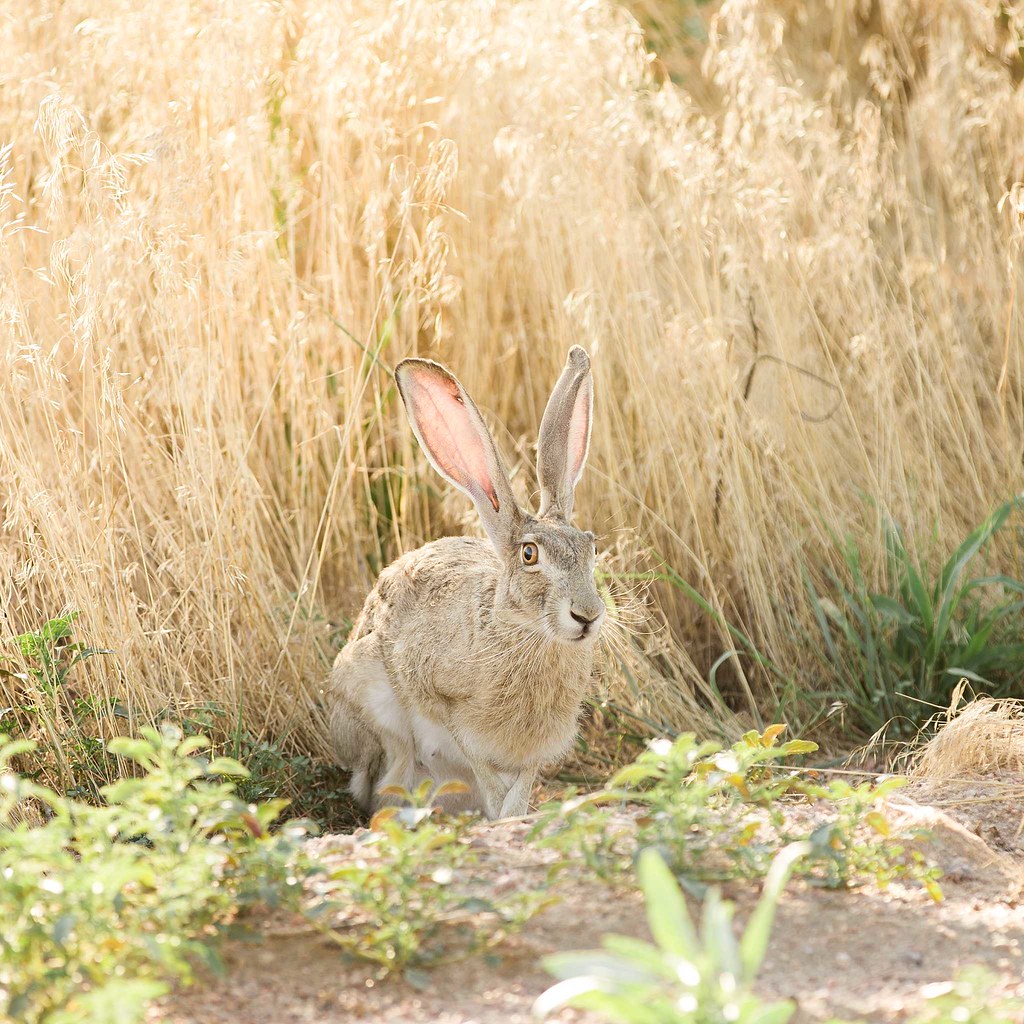 High Plains Harvesting 2018