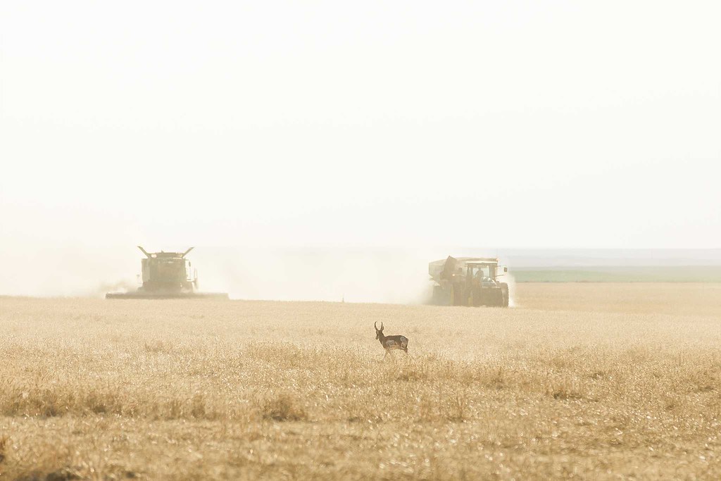High Plains Harvesting 2018