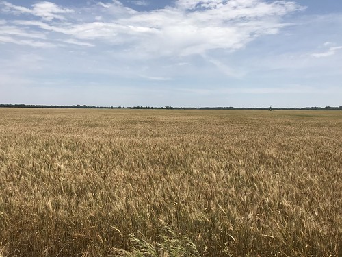 Kansas Wheat