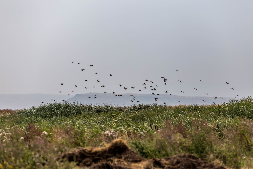 High Plains Harvesting 2018