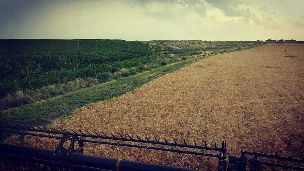 Schemper Harvesting 2018