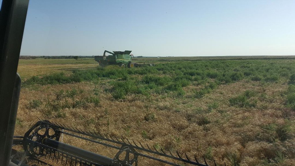 Schemper Harvesting 2018