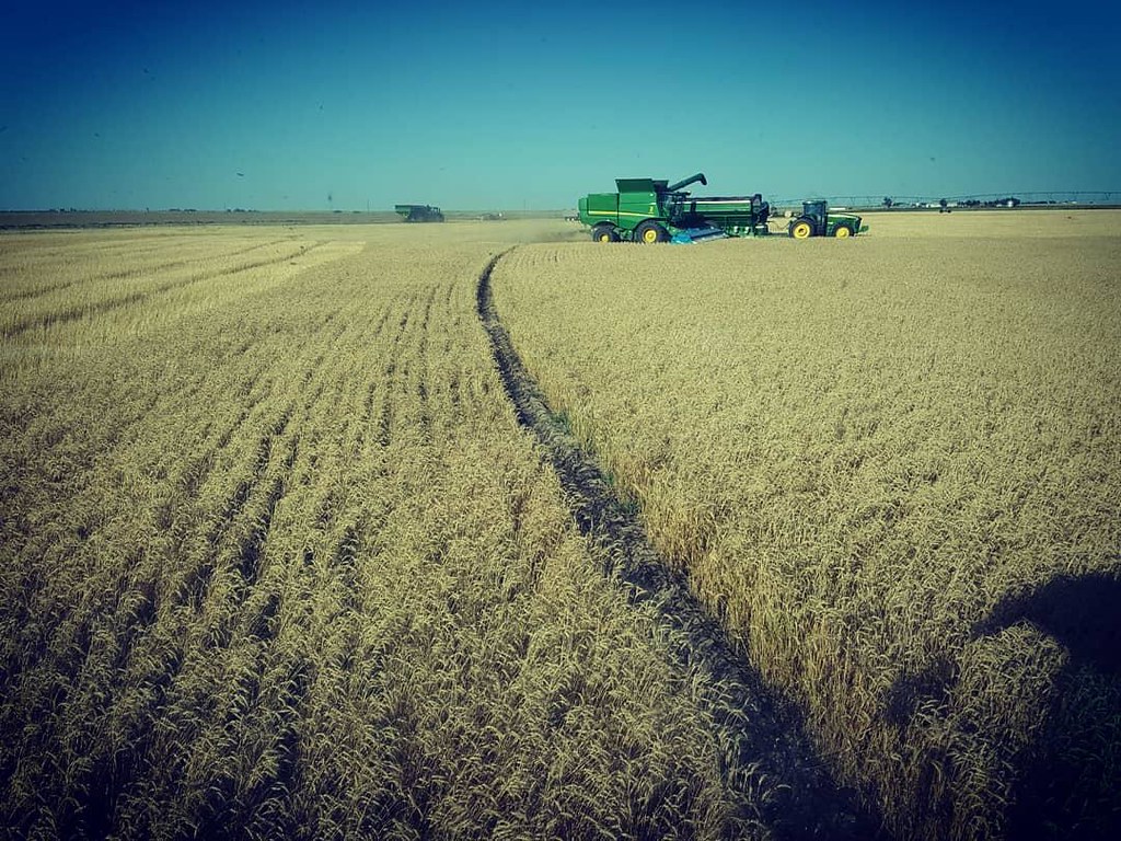 Schemper Harvesting 2018