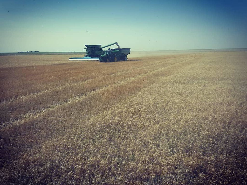 Schemper Harvesting 2018