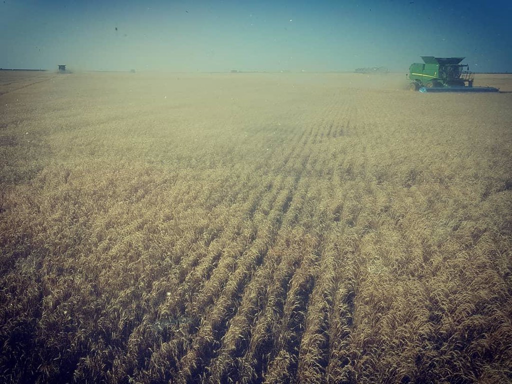 Schemper Harvesting 2018