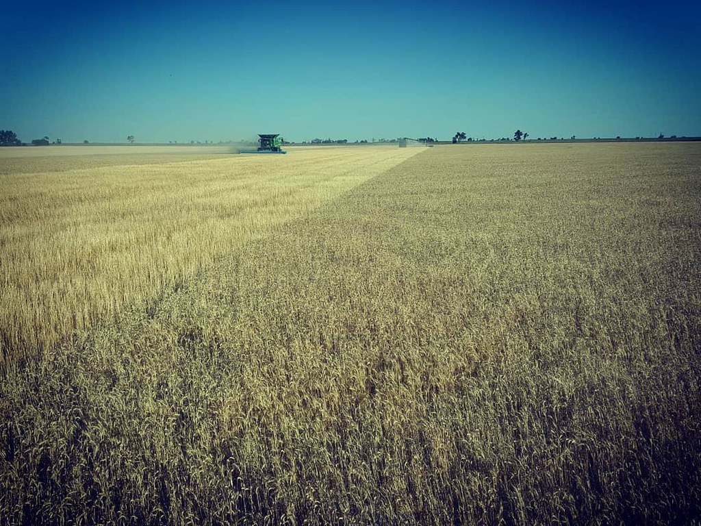Schemper Harvesting 2018