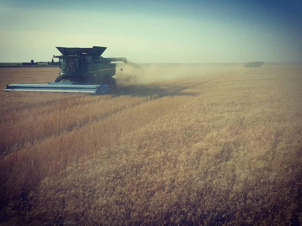 Schemper Harvesting 2018