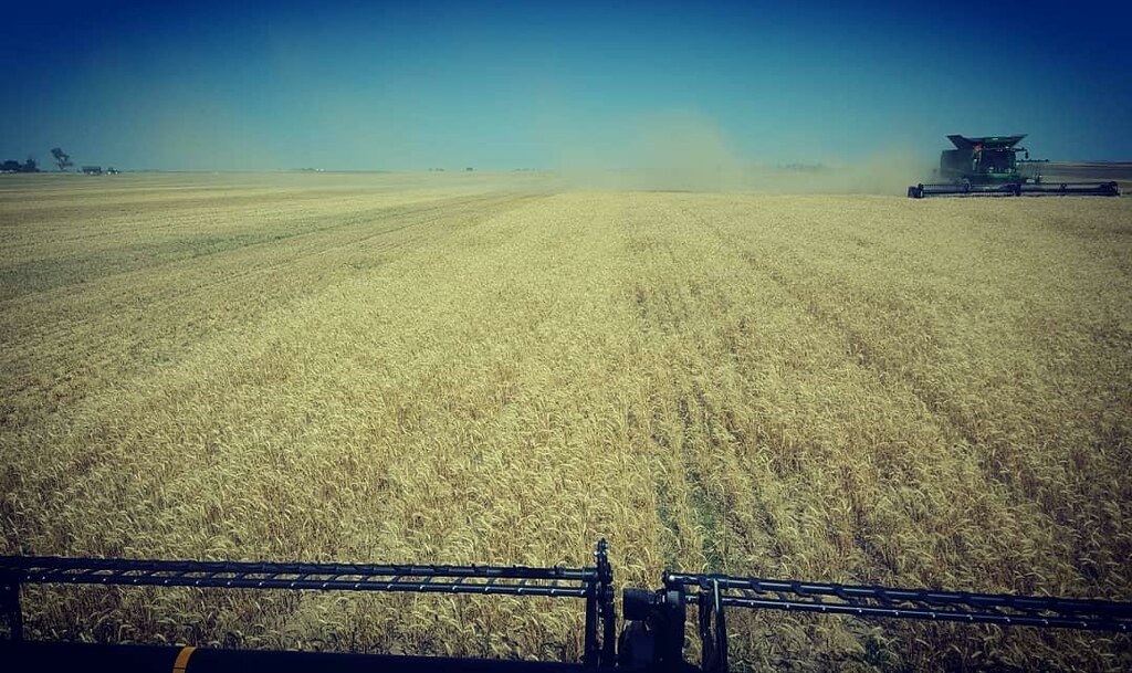 Schemper Harvesting 2018