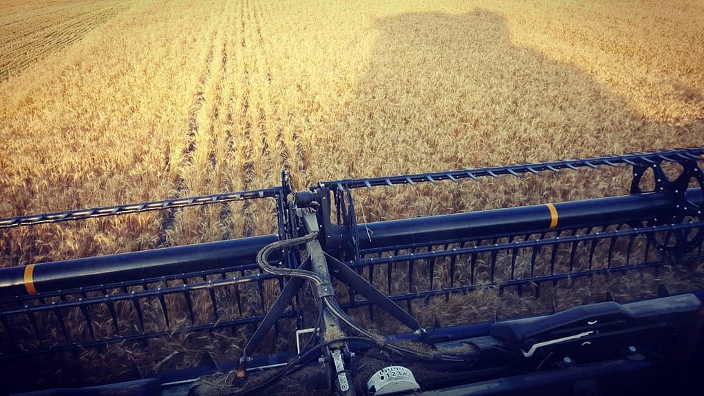 Schemper Harvesting 2018