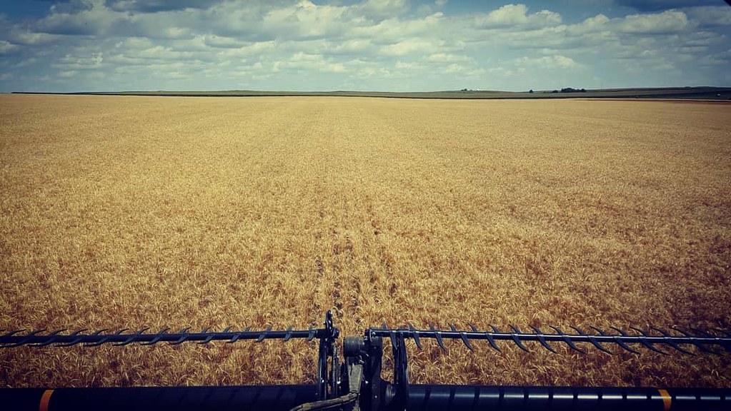 Schemper Harvesting 2018